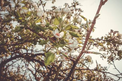 17505135_806522652844851_3642484932828665719_o